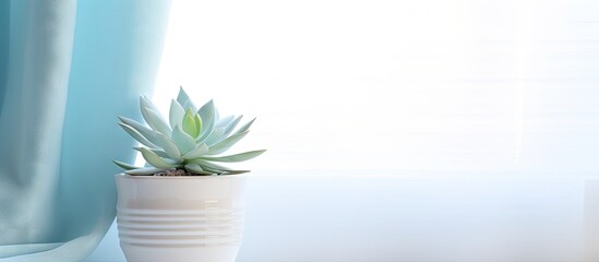 Indoor succulent plant in white pot on window sill with blue curtains