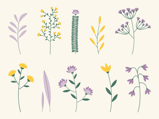 Collection of isolated flower and herbal clipart. Vector illustration of wildflowers in pastel gentle colors.