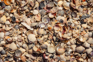 texture of seashells on the seashore top view