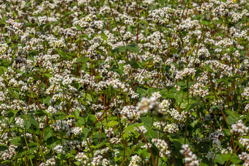 field of white buckwheat flowers