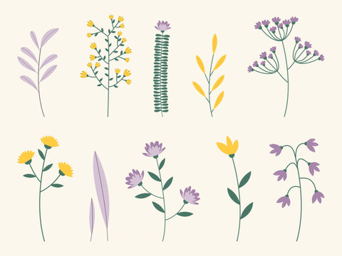 Collection of isolated flower and herbal clipart. Vector illustration of wildflowers in pastel gentle colors.