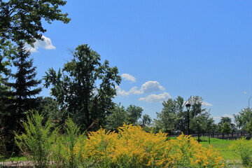 青空と美しい緑