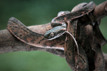 close up of a snake