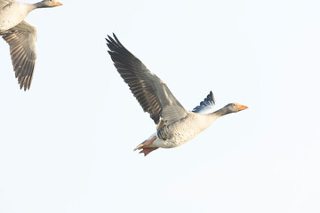 Greylag Goose, Anser anser, in flight
