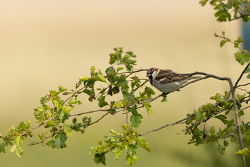 House Sparrow, Passer domesticus