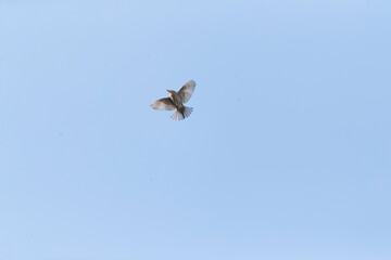 House Sparrow, Passer domesticus