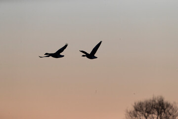 Greylag Goose, Anser anser, in flight
