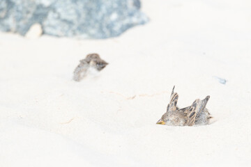 House Sparrow, Passer domesticus