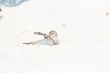 House Sparrow, Passer domesticus