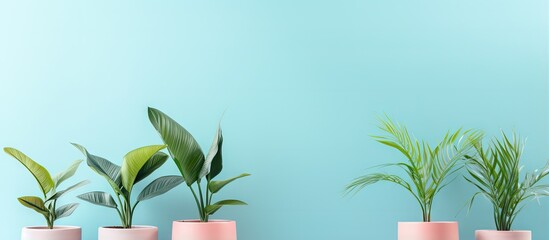 Pastel blue background enhances the beauty of potted plants