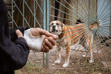 male dog Alabai bit the man's hand. Bandaged human hand after dog bite Concept of animal care and rabies prevention - obrazy, fototapety, plakaty