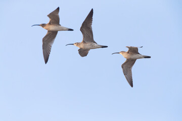 Eurasian Whimbrel, Numenius phaeopus