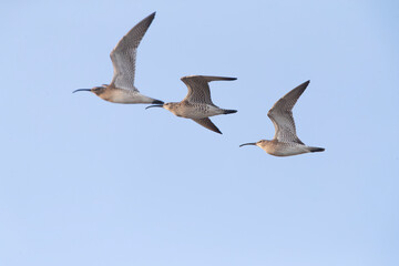 Eurasian Whimbrel, Numenius phaeopus