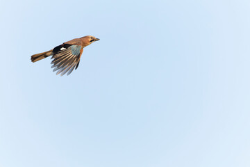 Eurasian Jay, Garrulus glandarius