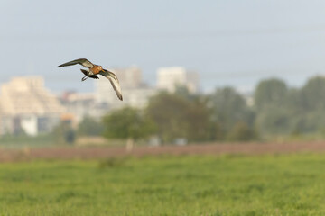 Black-tailed Godwit, Limosa limosa