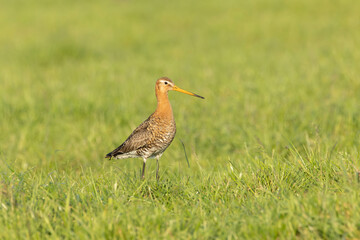 Black-tailed Godwit, Limosa limosa