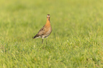 Black-tailed Godwit, Limosa limosa