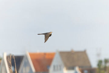 Eurasian or Common Cuckoo in flight in the Netherlands.