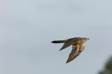 Eurasian or Common Cuckoo in flight in the Netherlands.