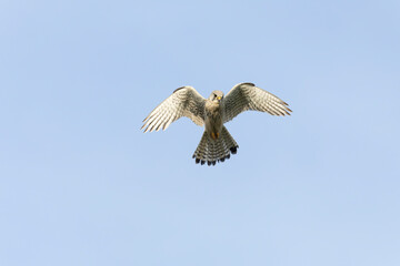 Eurasian Kestrel, Falco tinnunculus