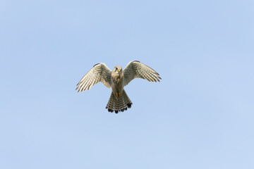 Eurasian Kestrel, Falco tinnunculus