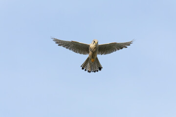 Eurasian Kestrel, Falco tinnunculus