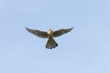Eurasian Kestrel, Falco tinnunculus