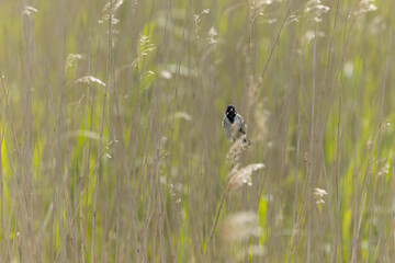 Common Reed Bunting, Emberiza schoeniclus