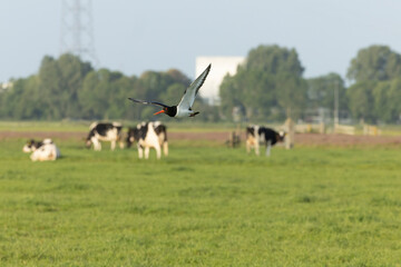Eurasian Oystercatcher, Haematopus ostralegus