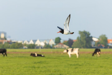 Eurasian Oystercatcher, Haematopus ostralegus