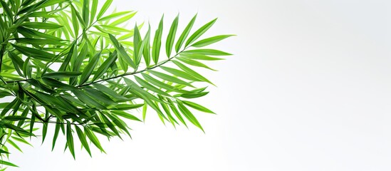 Close up of indoor palm with green leaves isolated on white background