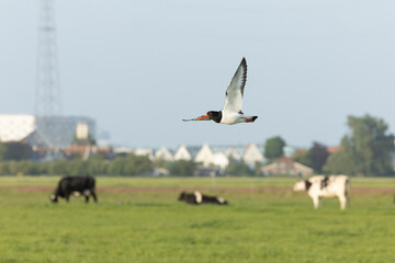Eurasian Oystercatcher, Haematopus ostralegus