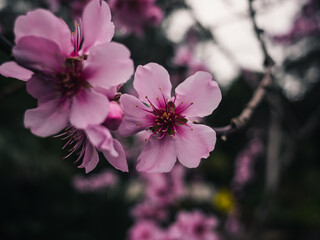 pink cherry blossom