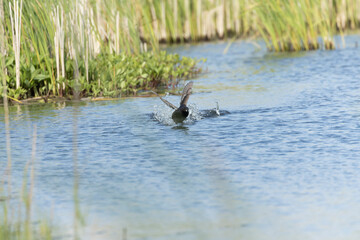 Little Grebe, Tachybaptus ruficollis