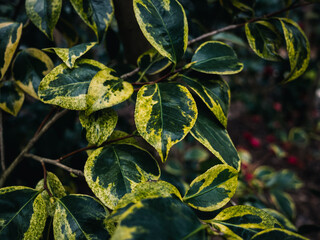 Green and yellow leaves