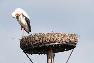 White Stork, Ciconia ciconia