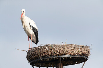 White Stork, Ciconia ciconia