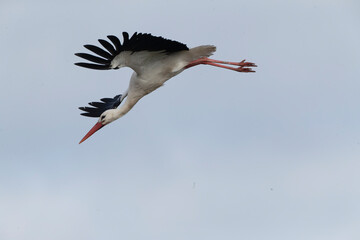 White Stork, Ciconia ciconia