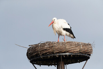White Stork, Ciconia ciconia