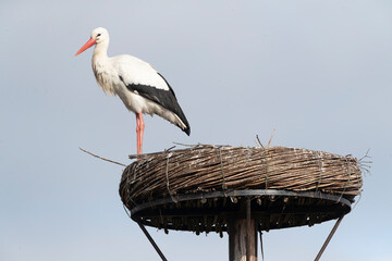 White Stork, Ciconia ciconia