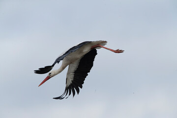 Obraz premium White Stork, Ciconia ciconia