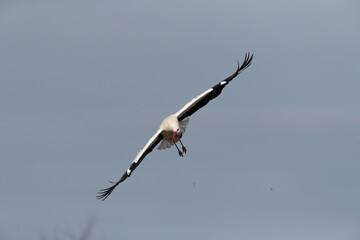 White Stork, Ciconia ciconia