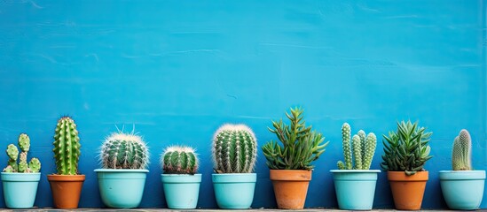 Potted cacti against blue brick wall backdrop