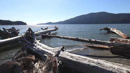 Fototapeta na wymiar Tree logs deposited on beach in Port San Juan Canada