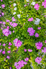 Beautiful pink Vinca Periwinkle flowers. Panoramic floral garden closeup. Idyllic sunlight, serene fresh green leaves lush foliage. Happy lovely blooming garden blossoms, colorful nature