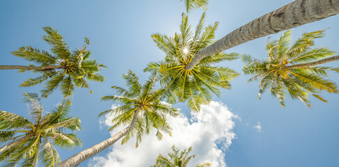 Perfect summertime vacation wallpaper. Blue sunny sky and coconut palm trees view from below,...