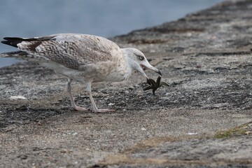 seagull on the beach eating a starfish 
