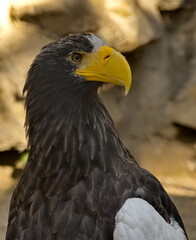 Russia. Novosibirsk Zoo named after Rostislav Shilo. Portrait of the Sakhalin white-shouldered eagle in close-up.