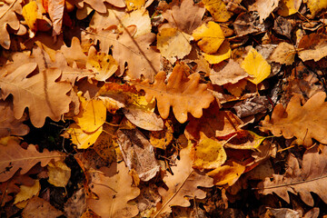 Autumn bright background of fallen oak leaves