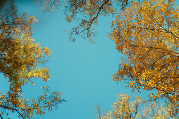 Autumn tree crowns against the sky, bottom view